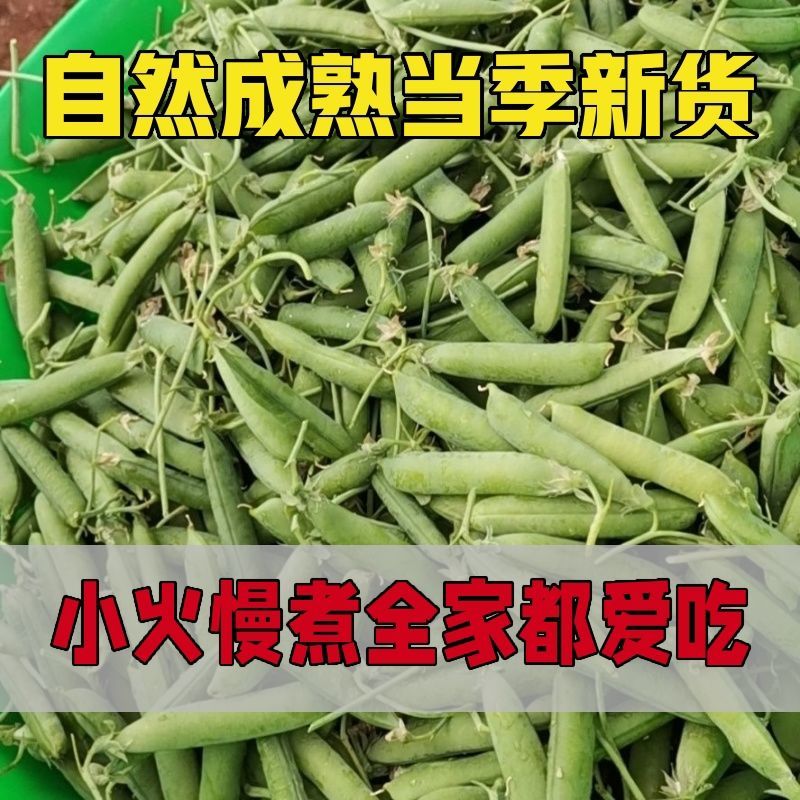 【特惠促销】南阳新鲜青豌豆量大从优基地直发一条龙服