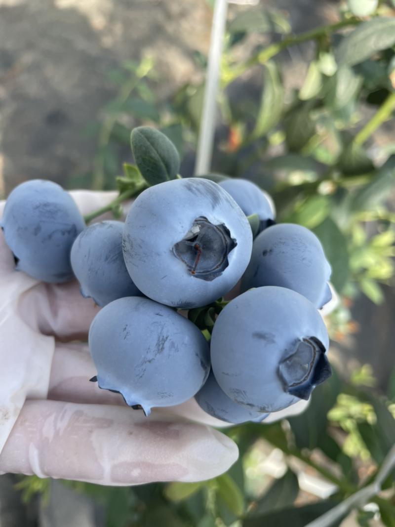 山东暖棚蓝莓