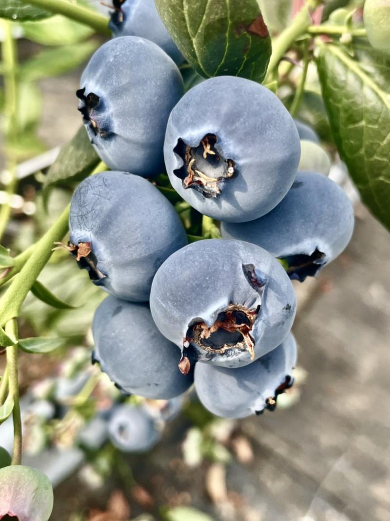 山东暖棚蓝莓