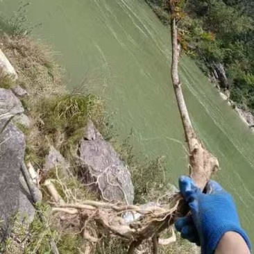 水杨梅大佬桩飘枝