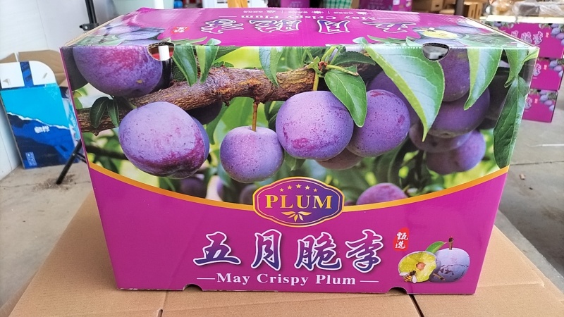 预售四川眉山精品一级货五月脆，个头大，产量大
