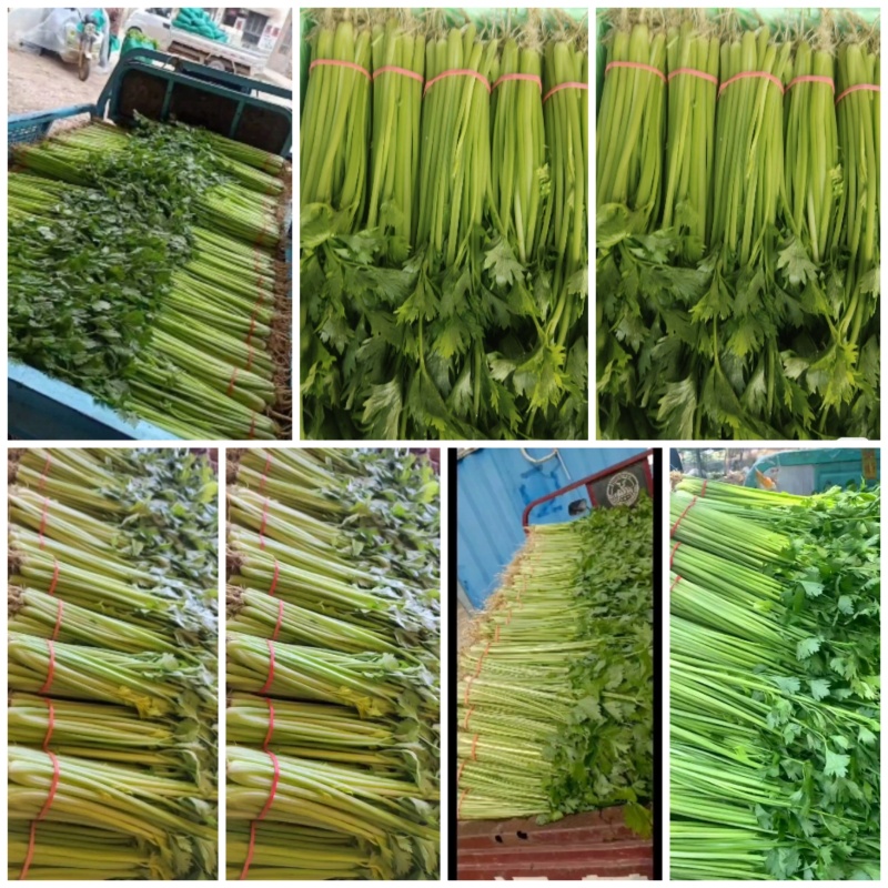 【实力推荐】山东香芹产地直发可视频看货对接全国商超