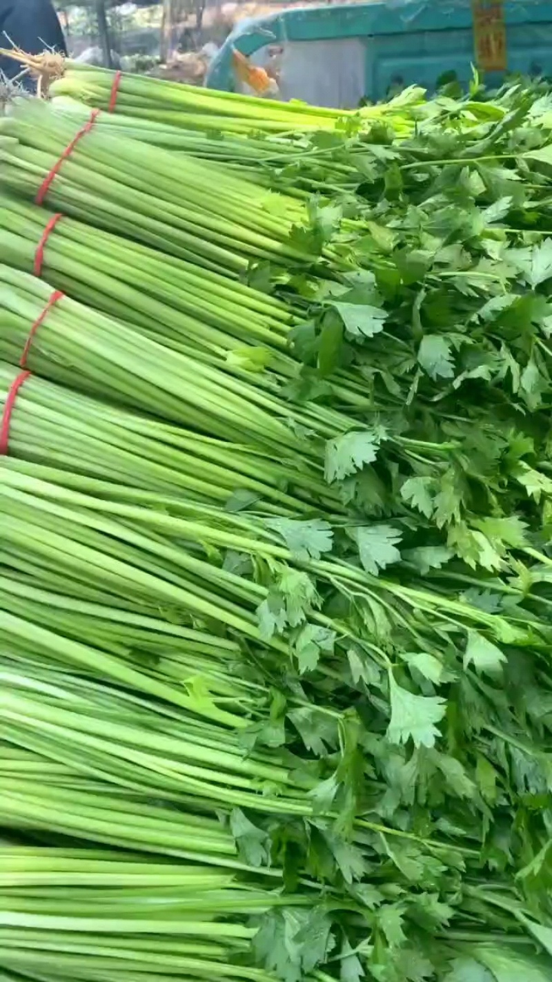 【实力推荐】山东香芹产地直发可视频看货对接全国商超