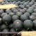 陕西黑无籽西瓜大量上市，产地直发一手货源，量大价优，视频看货
