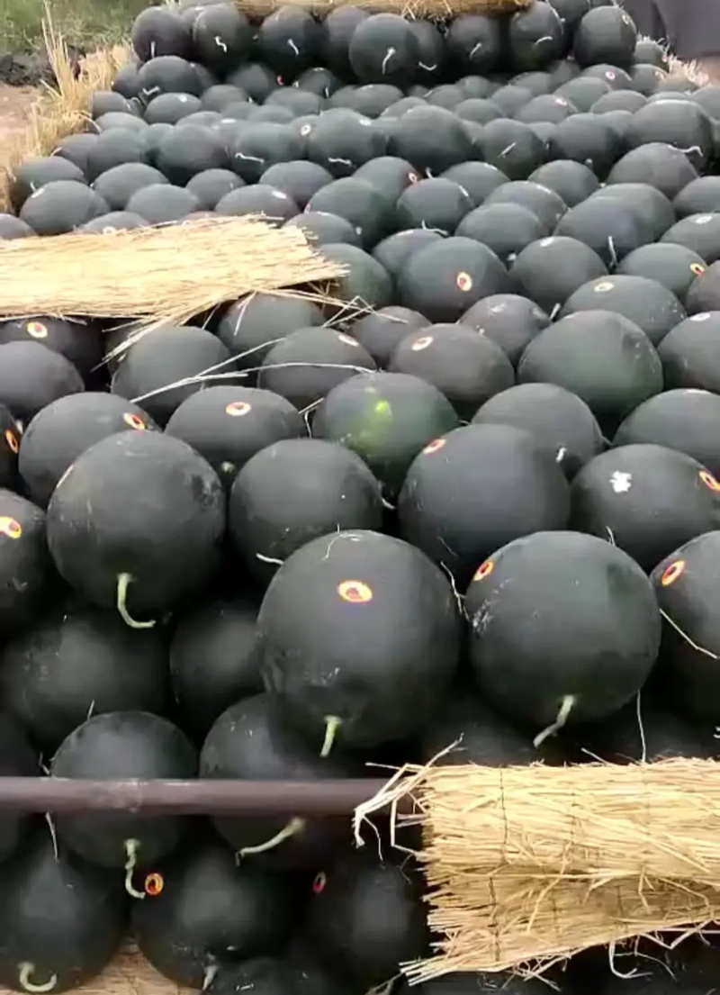 陕西黑无籽西瓜大量上市，产地直发一手货源，量大价优，视频看货