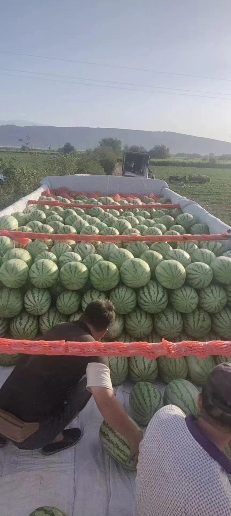 陕西金城5号西瓜，产地直发，大量上市，价格优惠可视频看货