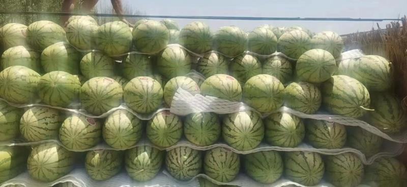 陕西金城5号西瓜，产地直发，大量上市，价格优惠可视频看货