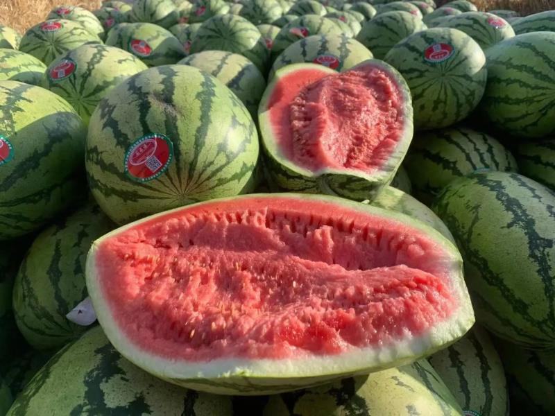 陕西金城5号西瓜，产地直发，大量上市，价格优惠可视频看货