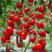 山东圣女果小番茄一手货源规格齐全全国代发欢迎来电