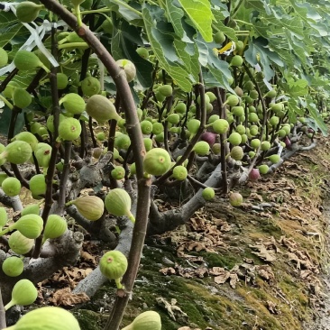 无花果苗:波姬红