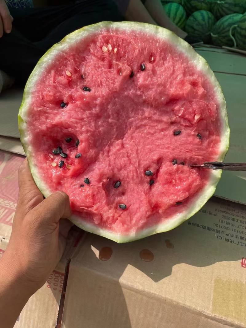 湖南西瓜岳阳君山区西瓜熟度好瓜形圆润耐储存运输头茬瓤