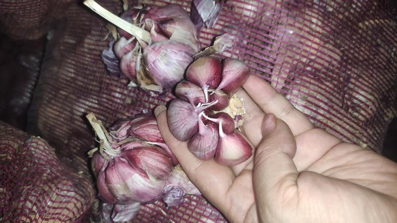 云南大理紫皮大蒜，产地直供，一手货源，品质保证