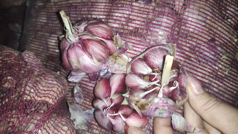 云南大理紫皮大蒜，产地直供，一手货源，品质保证