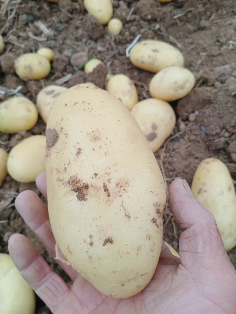沃土5号土豆黄皮黄心土豆产地直发可供商超市场批发