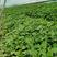 山东德州红薯苗大量供应龙薯苗，基地直发量大从优，规格齐全