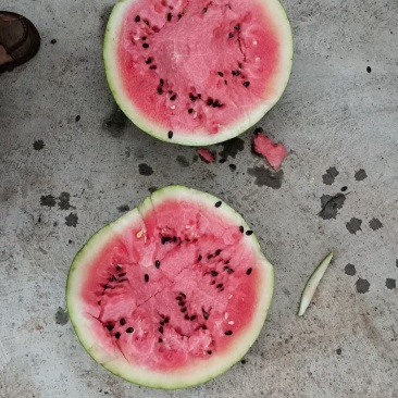 湖南精品麒麟西瓜头茬九成熟皮毛好卖相好无擦伤包熟包甜好货