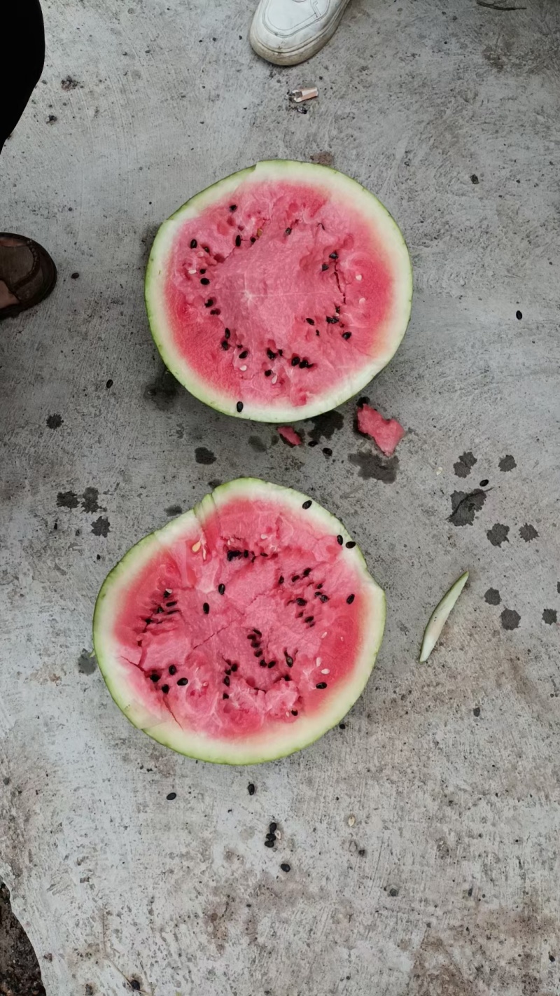 湖南精品麒麟西瓜头茬九成熟皮毛好卖相好无擦伤包熟包甜好货