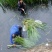 菖蒲水菖蒲统货批发诚信经营支持混批报价量大从优一件代发