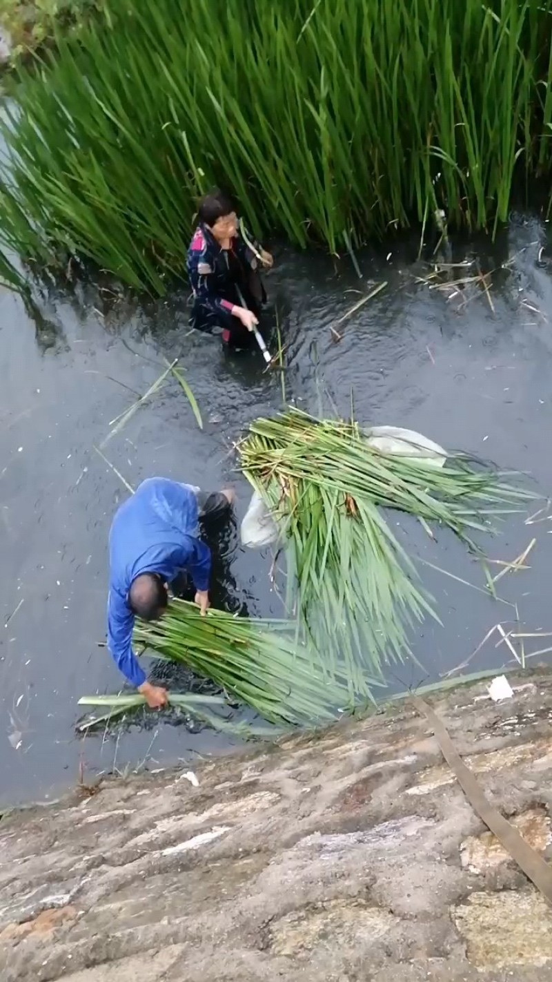 菖蒲水菖蒲统货批发诚信经营支持混批报价量大从优一件代发