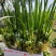 菖蒲水菖蒲统货批发诚信经营支持混批报价量大从优一件代发