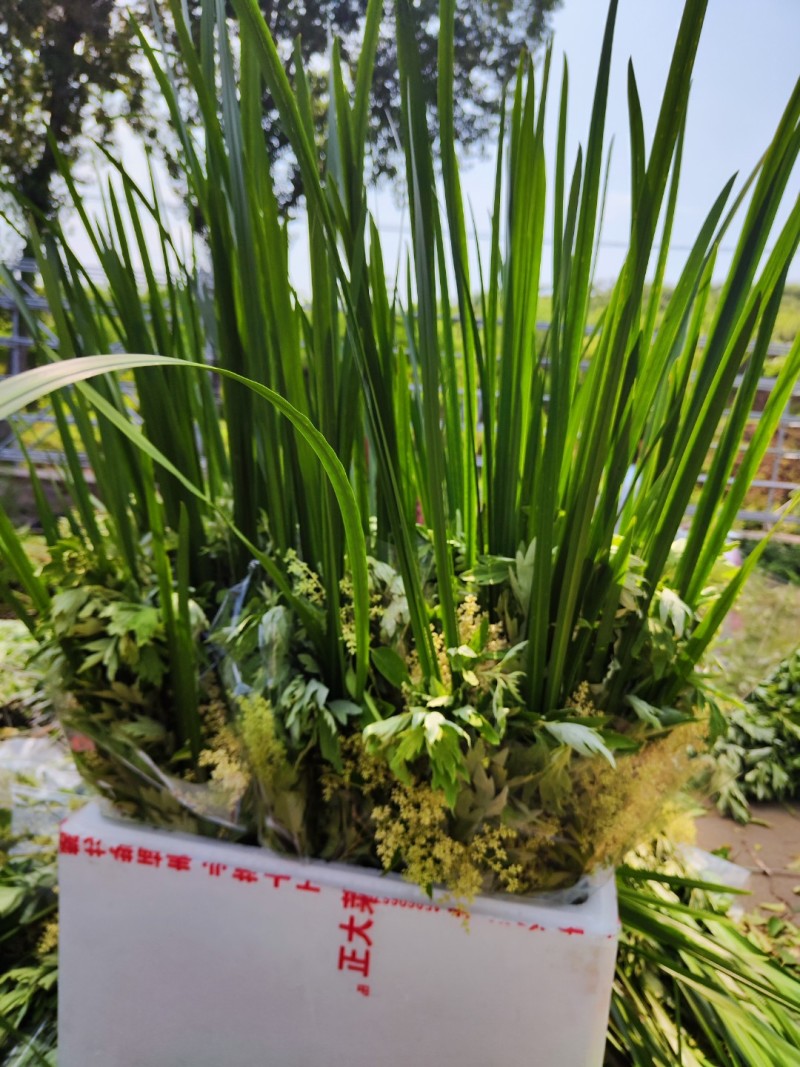 菖蒲水菖蒲统货批发诚信经营支持混批报价量大从优一件代发