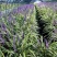 绿化工程苗金边麦冬草苗室外地栽宿根花卉草花花苗常绿耐寒