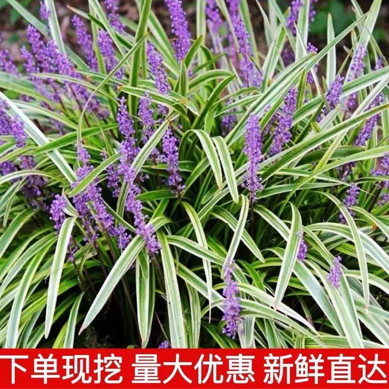 绿化工程苗金边麦冬草苗室外地栽宿根花卉草花花苗常绿耐寒