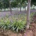 绿化工程苗金边麦冬草苗室外地栽宿根花卉草花花苗常绿耐寒