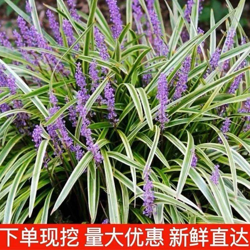 绿化工程苗金边麦冬草苗室外地栽宿根花卉草花花苗常绿耐寒