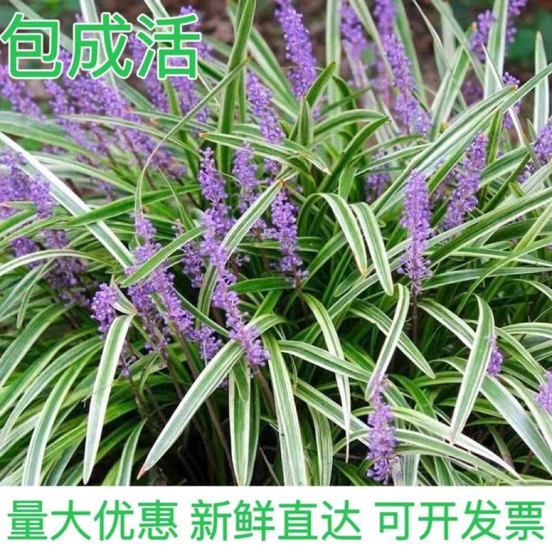 绿化工程苗金边麦冬草苗室外地栽宿根花卉草花花苗常绿耐寒