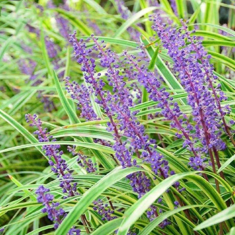 绿化工程苗金边麦冬草苗室外地栽宿根花卉草花花苗常绿耐寒