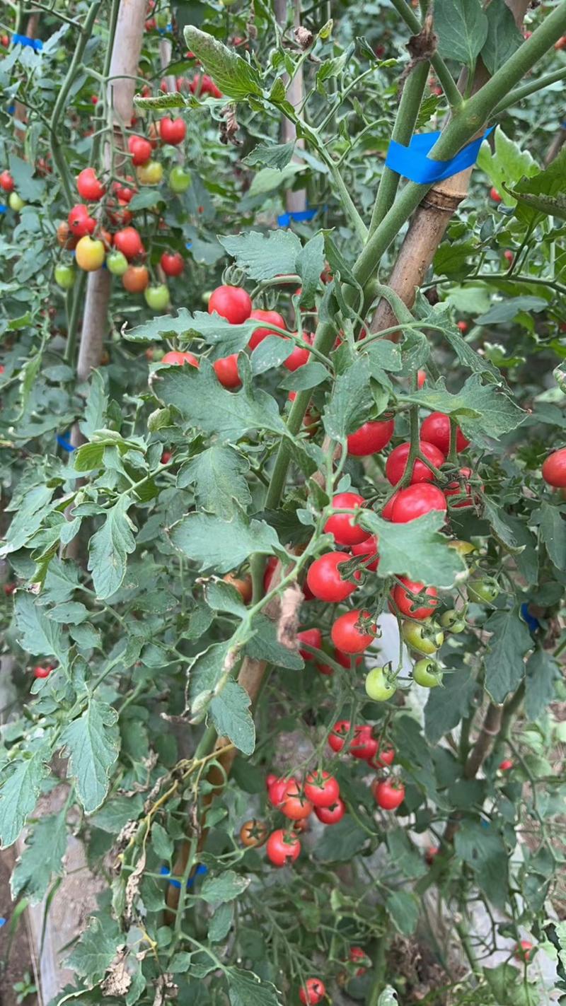 【推荐】浙江圣女果樱桃小番茄大量供货欢迎来电订购