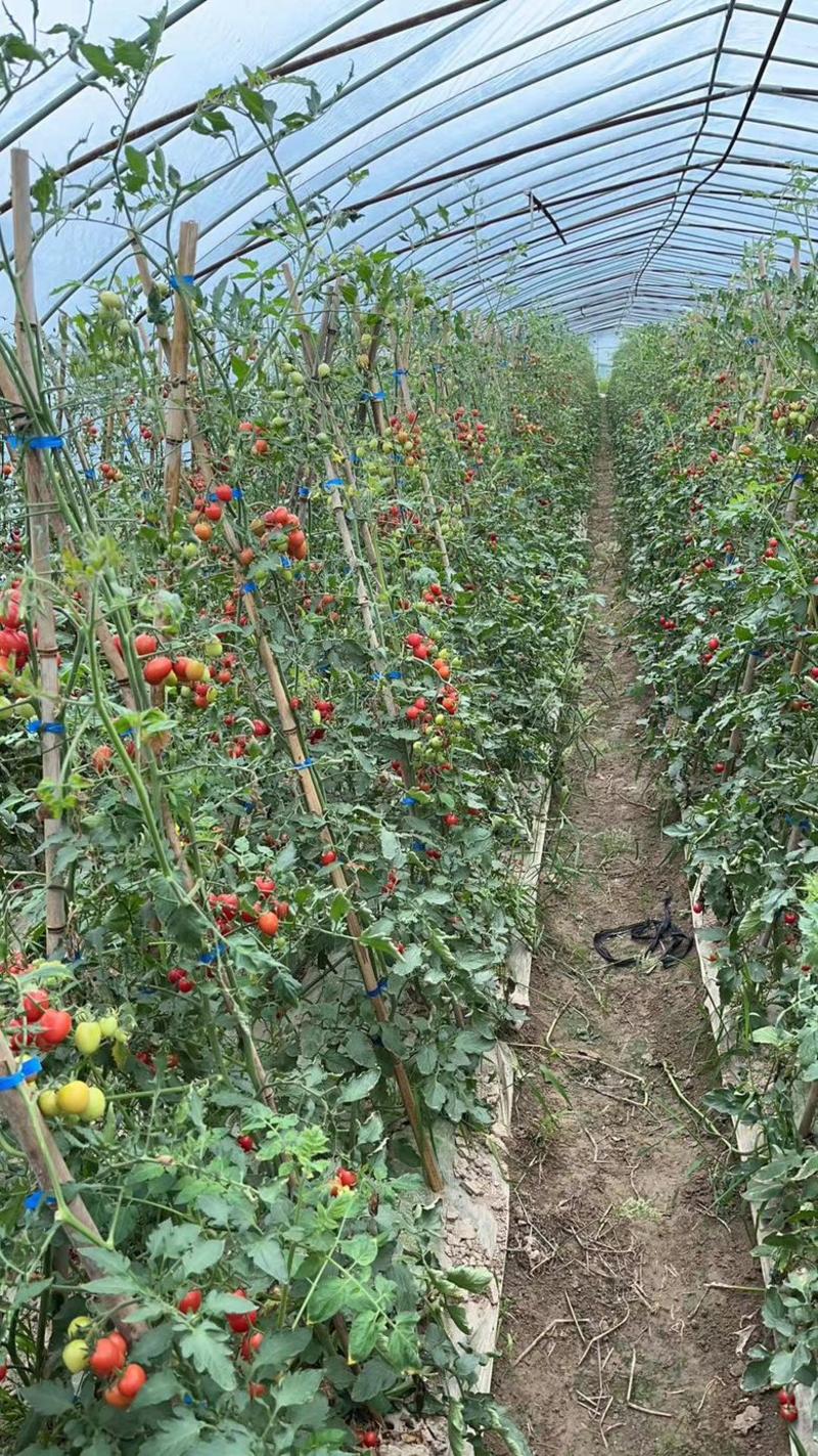 【推荐】浙江圣女果樱桃小番茄大量供货欢迎来电订购