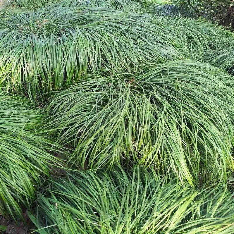 园林绿化工程苗青叶麦冬草中叶细叶麦冬草阶沿草地被草坪