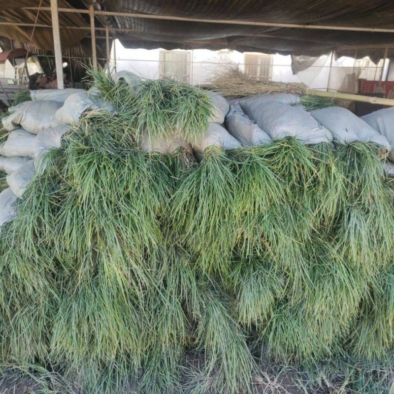 园林绿化工程苗青叶麦冬草中叶细叶麦冬草阶沿草地被草坪