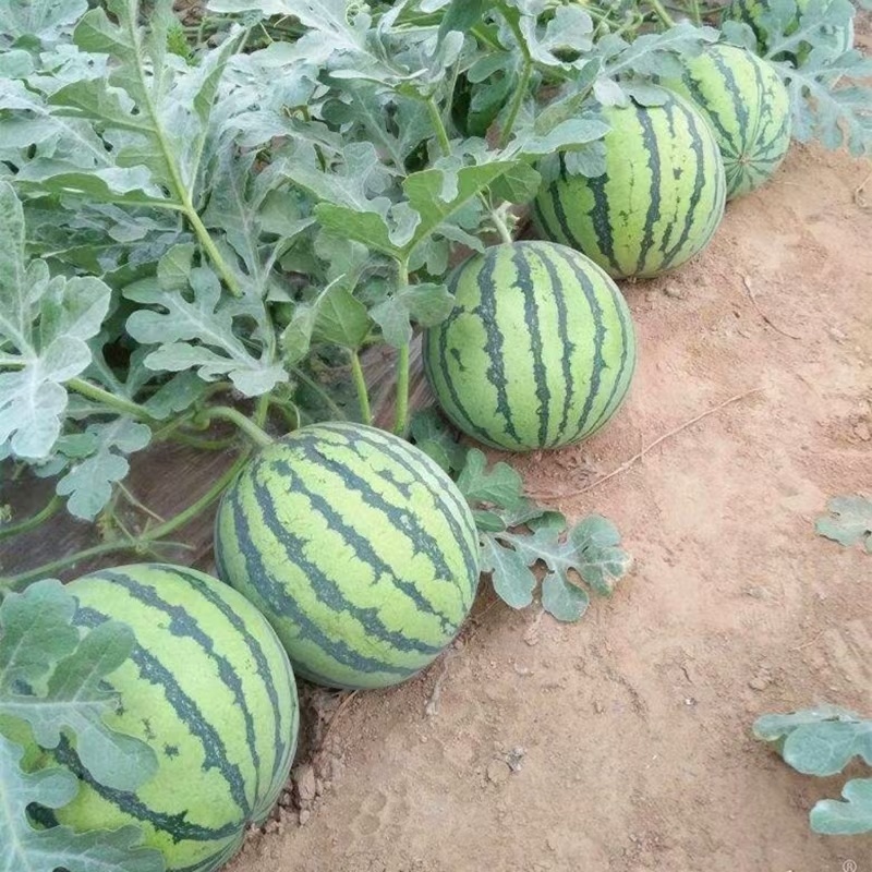 湖北西瓜荆州美都西瓜个个精挑细选包熟包甜全程陪同看货谈价