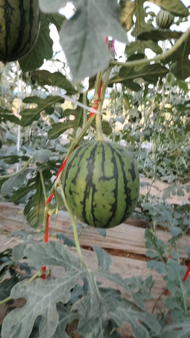 牛奶吊瓜L600/河南小吊瓜/全美2K欢迎各位老板咨询