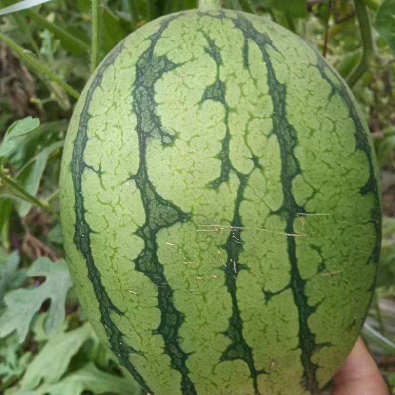牛奶吊瓜L600/河南小吊瓜/全美2K欢迎各位老板咨询