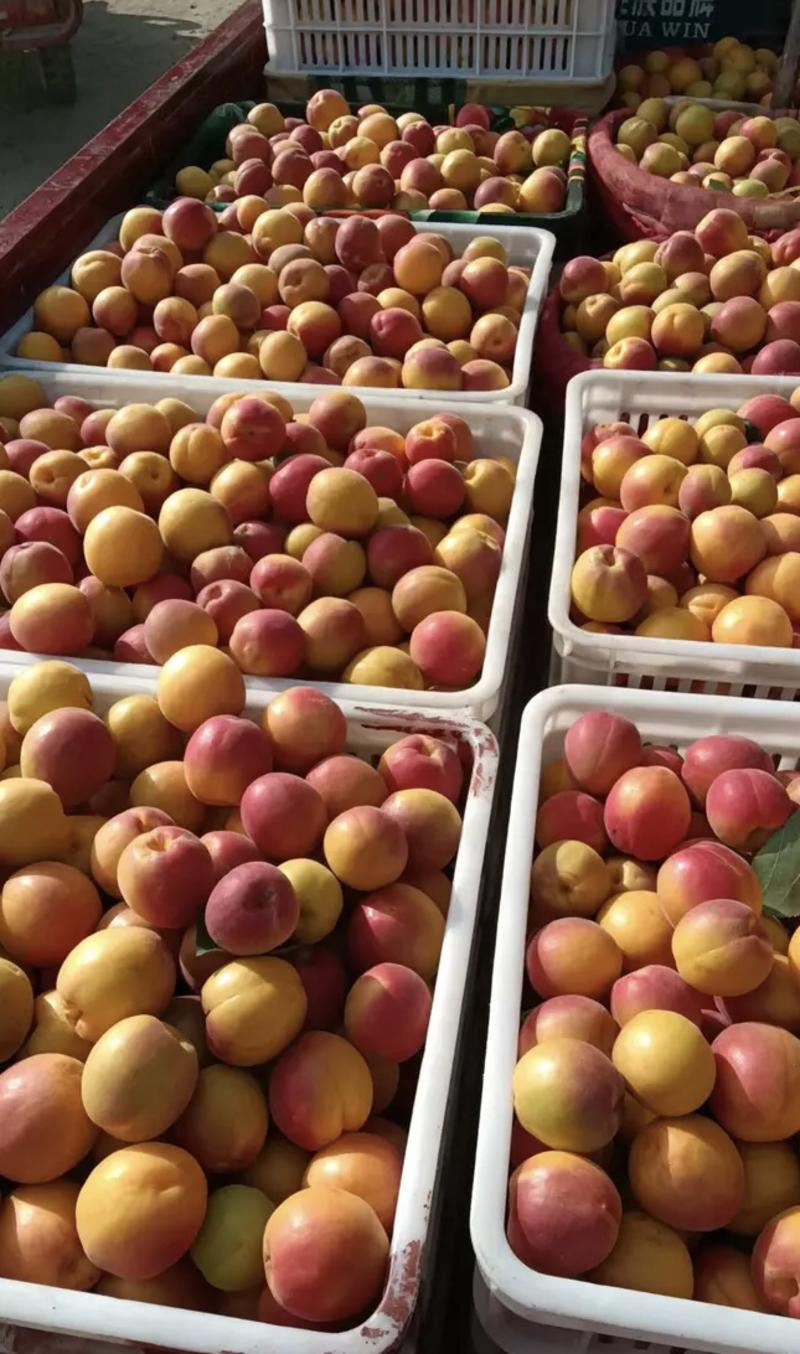 露天丰源红杏，五月八号大量上市，开始预售。