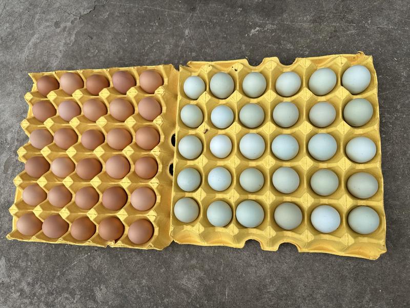 土鸡蛋，双色新杨黑小码土鸡蛋，四川省土鸡蛋，