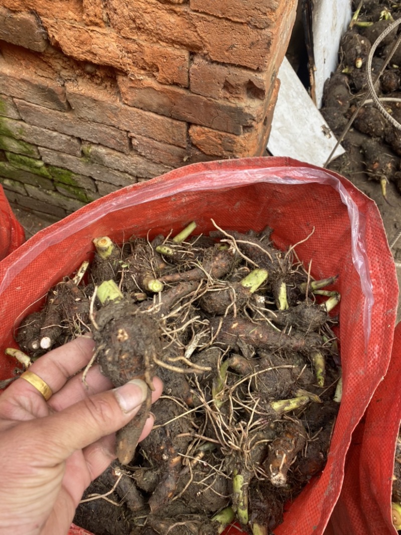 荔浦芋头种苗