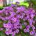 绿化工地用苗紫花酢浆草种球阳台庭院小区公园路边绿化花卉