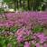 绿化工地用苗紫花酢浆草种球阳台庭院小区公园路边绿化花卉