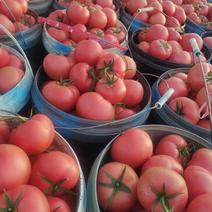 精品西红柿硬粉西红柿货源充足量大从优质量保证欢迎咨