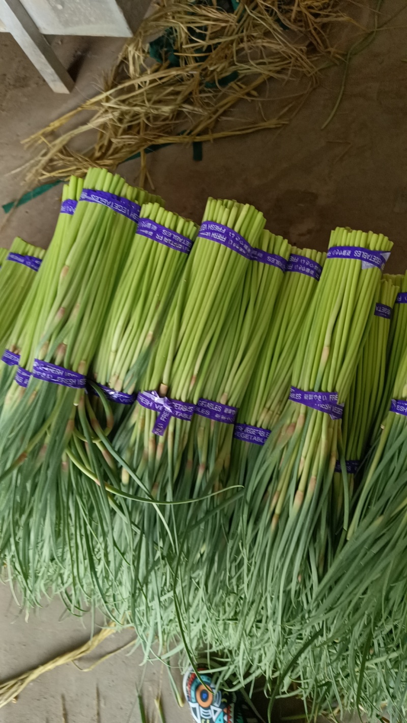 精品小红冒蒜薹