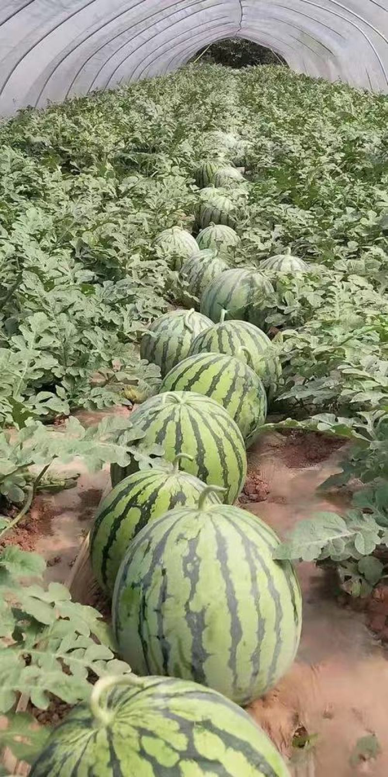 东莞无籽麒麟西瓜大量供应，产地直发，保质保量对接全国客商