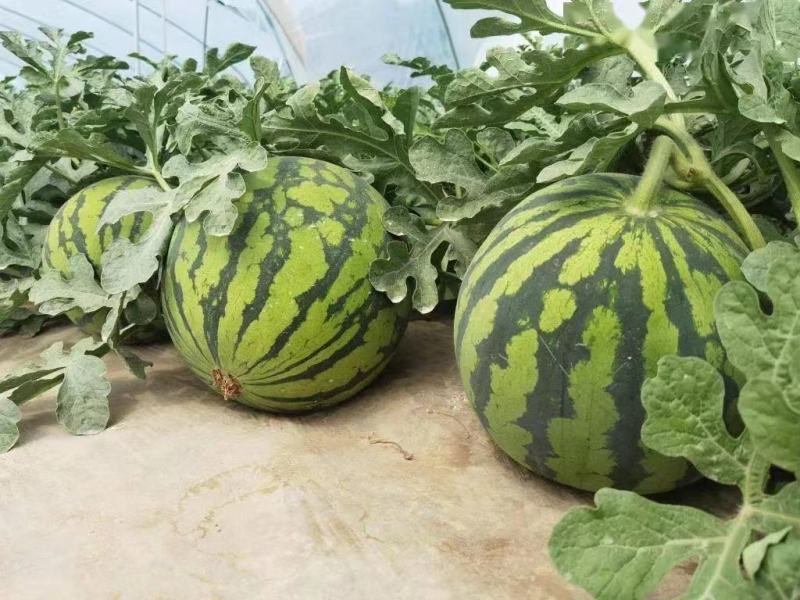 东莞无籽麒麟西瓜大量供应，产地直发，保质保量对接全国客商