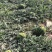 东莞无籽麒麟西瓜大量供应,产地直发,保质保量对接全国客商