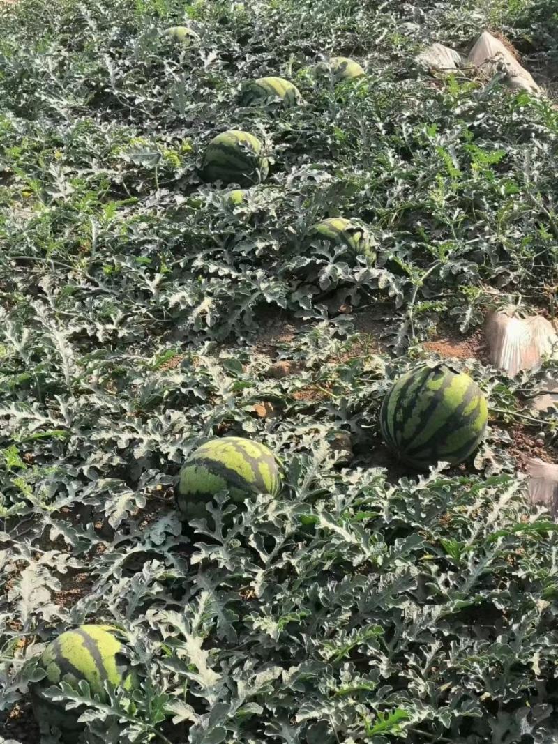东莞无籽麒麟西瓜大量供应，产地直发，保质保量对接全国客商