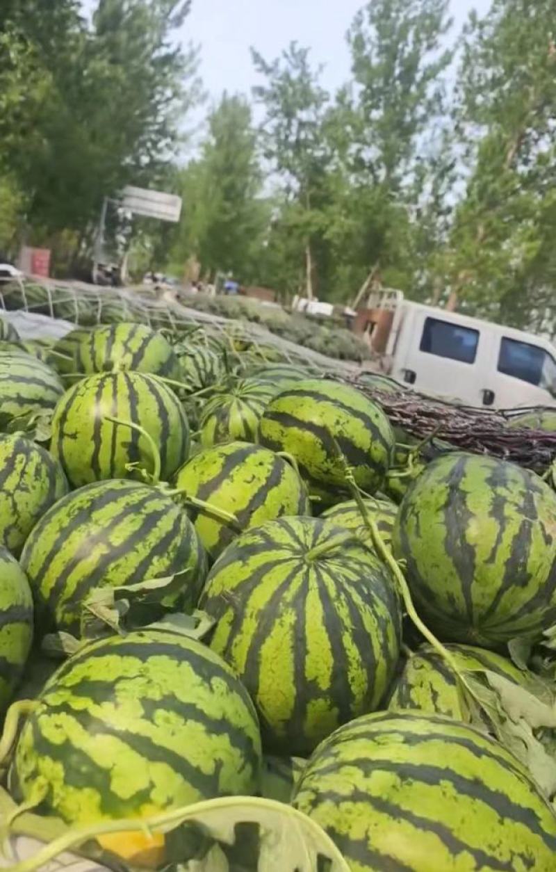 东莞无籽麒麟西瓜大量供应，产地直发，保质保量对接全国客商